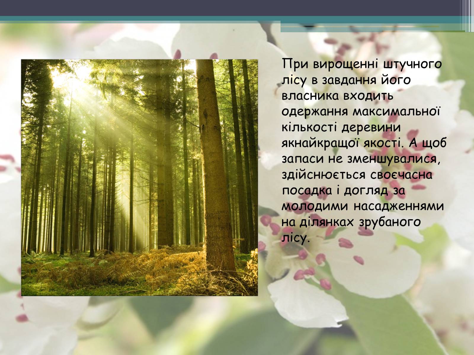 Презентація на тему «Ліси потребують допомоги» - Слайд #6