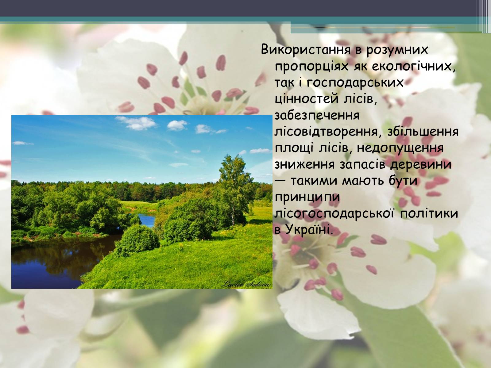 Презентація на тему «Ліси потребують допомоги» - Слайд #8