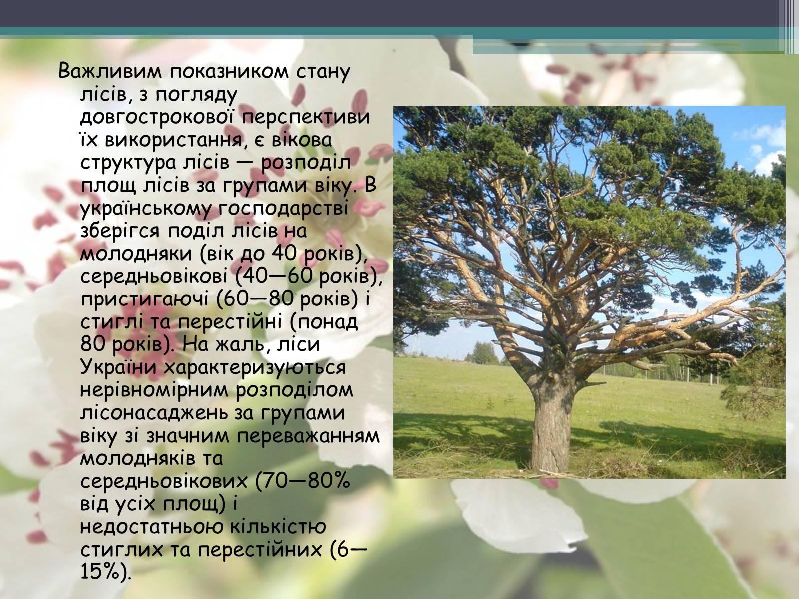 Презентація на тему «Ліси потребують допомоги» - Слайд #9