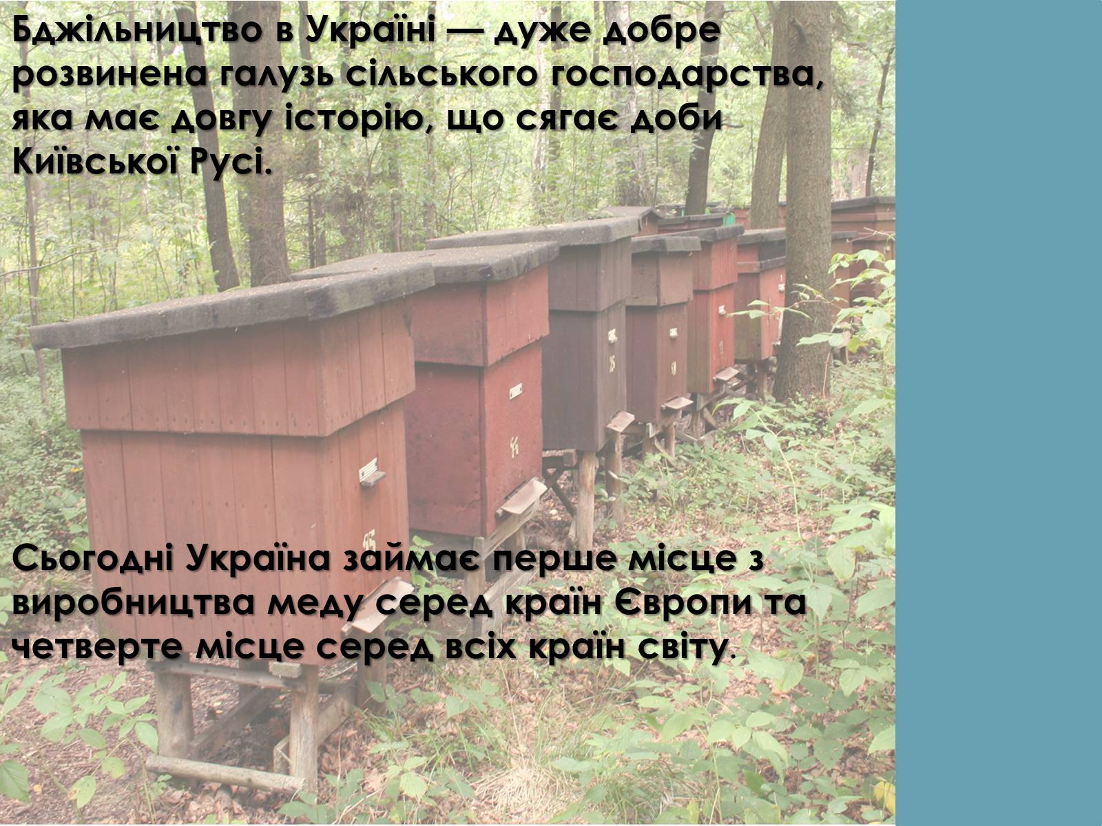 Презентація на тему «Тваринництво України» - Слайд #7