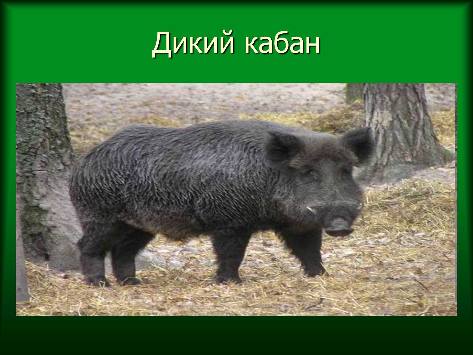 Презентація на тему «Дунайський біосферний заповідник України» - Слайд #46