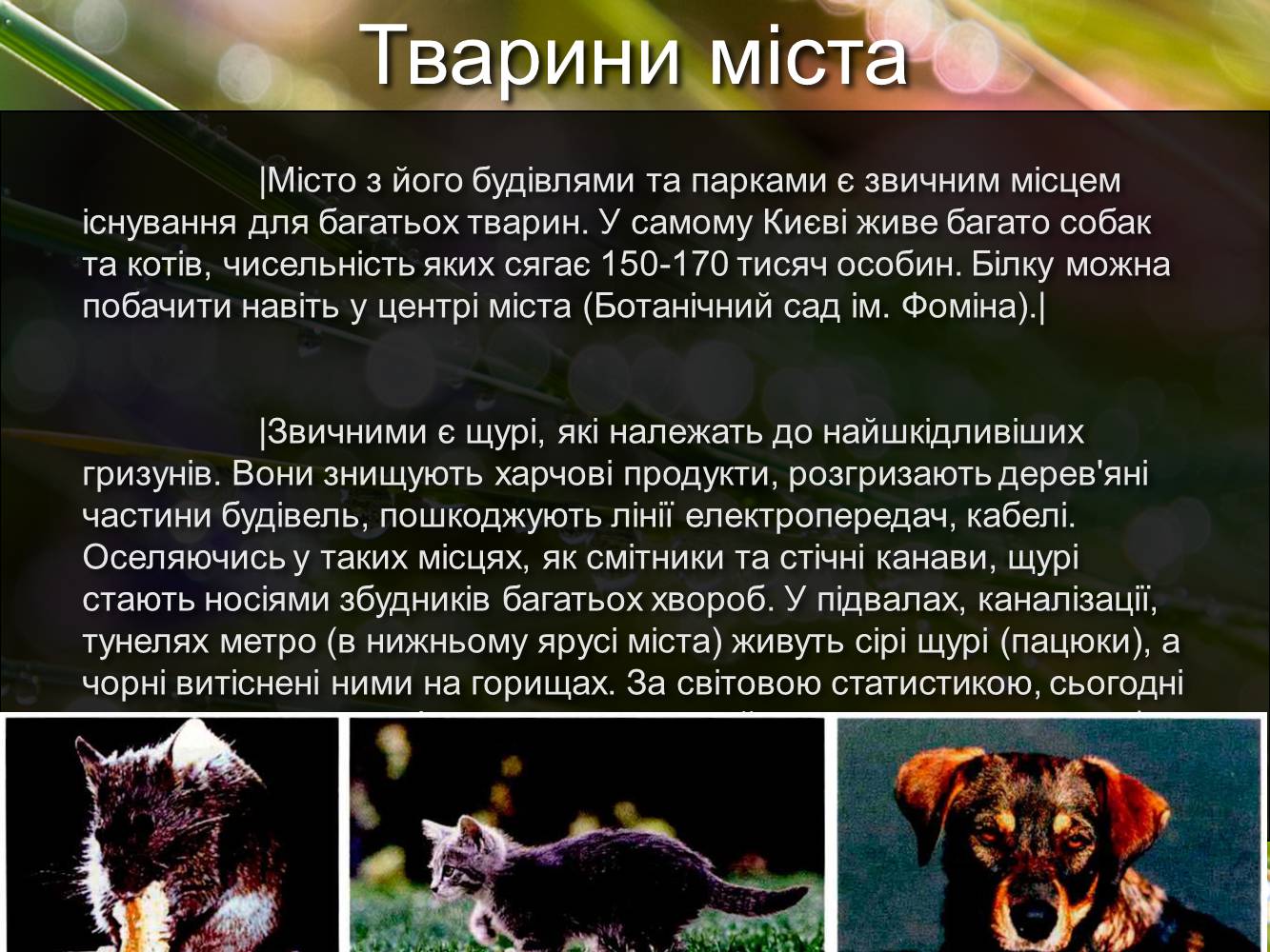 Презентація на тему «Рослинний та тваринний світ Київської області» - Слайд #5