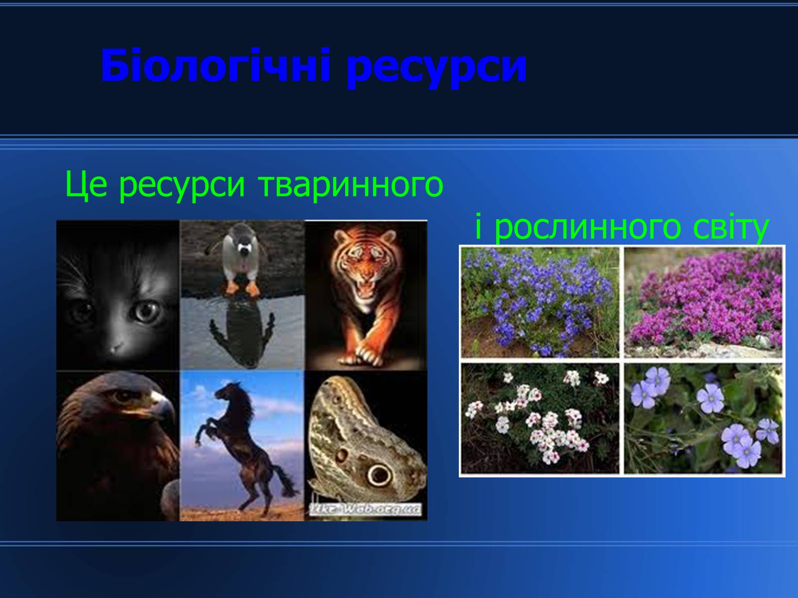 Презентація на тему «Світові природні ресурси» - Слайд #10