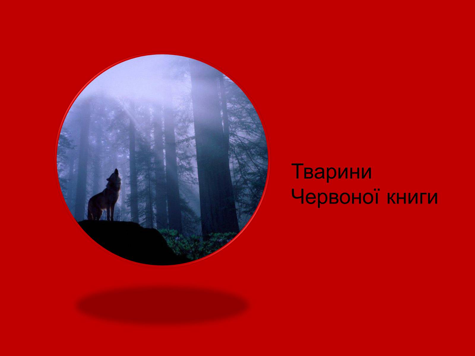 Презентація на тему «Тваринний і рослинний світ Червоної книги» - Слайд #12