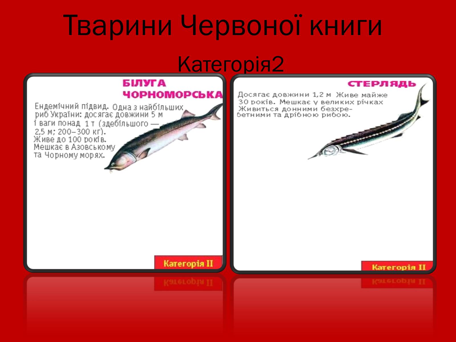 Презентація на тему «Тваринний і рослинний світ Червоної книги» - Слайд #16