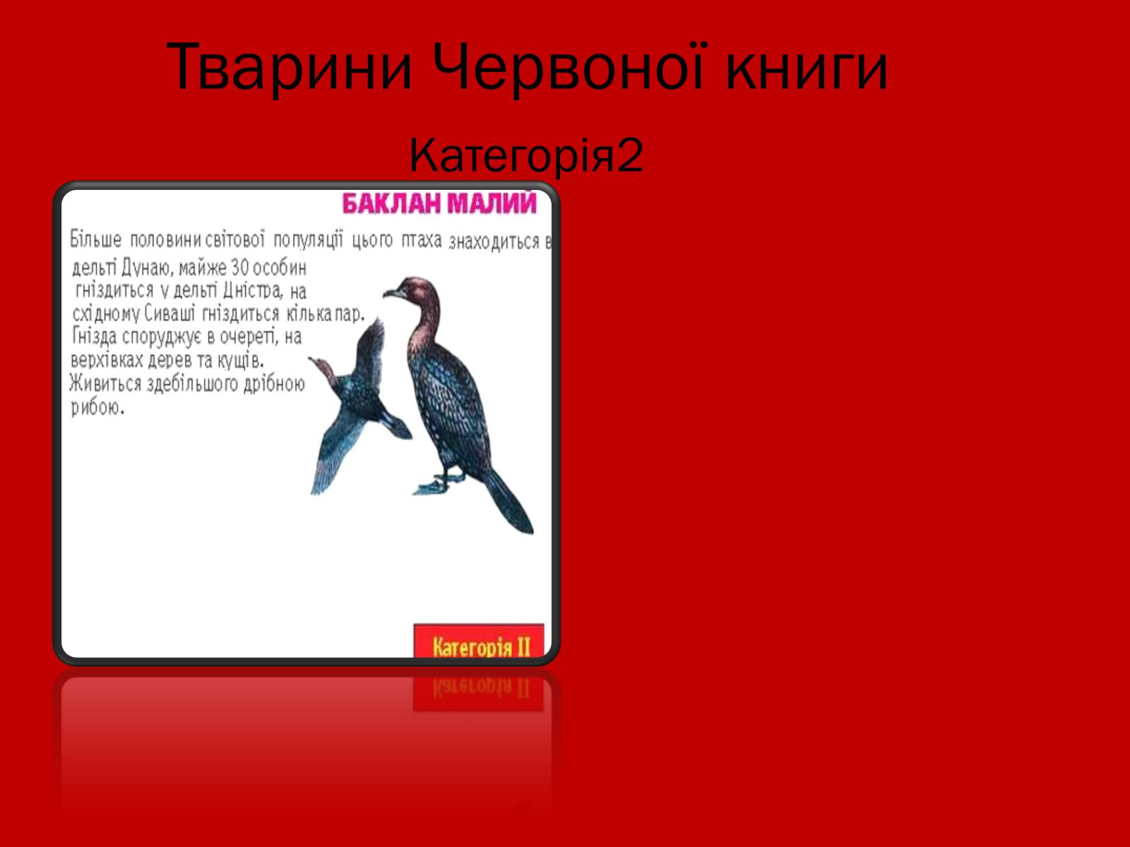 Презентація на тему «Тваринний і рослинний світ Червоної книги» - Слайд #17