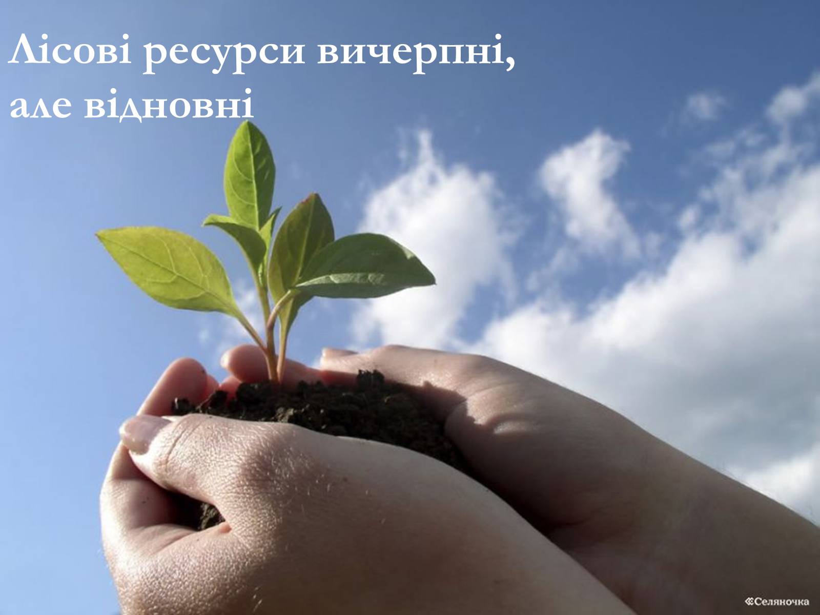 Презентація на тему «Лісові ресурси світу» - Слайд #13