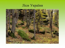 Презентація на тему «Ліси України»