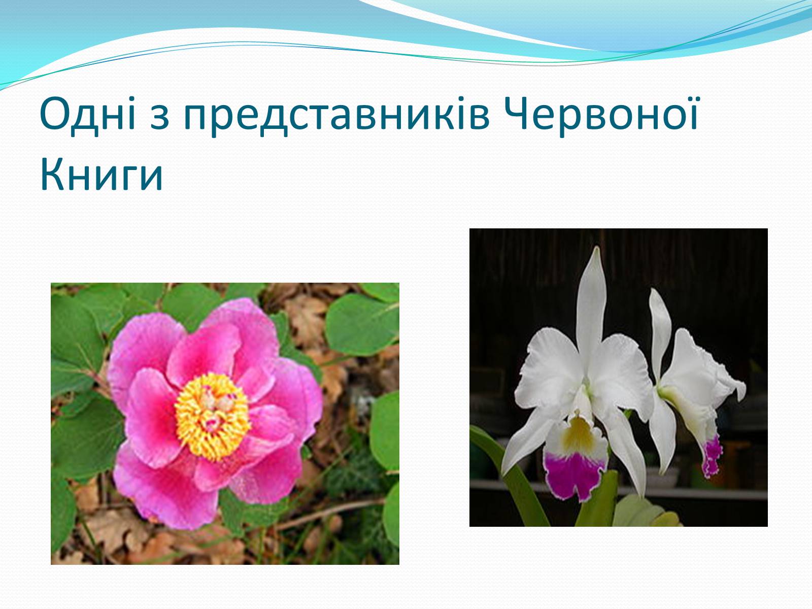 Презентація на тему «Ялтинський гірсько-лісовий природний заповідник» - Слайд #7