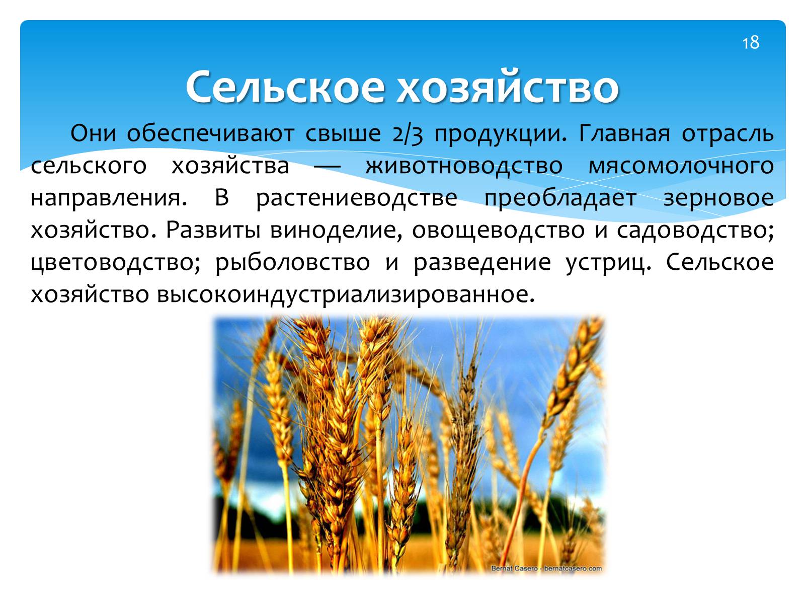 Отрасли земледелия. Сельское хозяйство. Основные отрасли сельского хозяйства. В сельском хозяйстве преобладают. Зерновое хозяйство презентация.