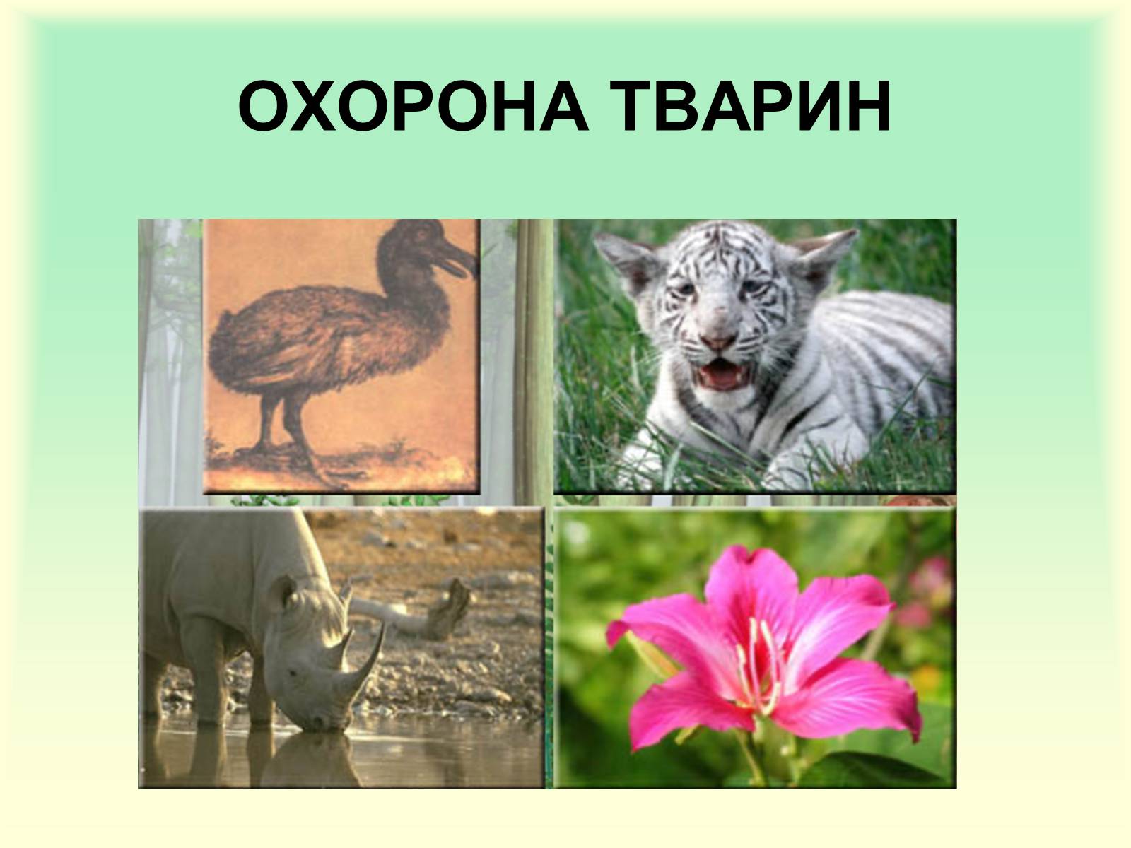 Презентація на тему «Охорона природи» - Слайд #7