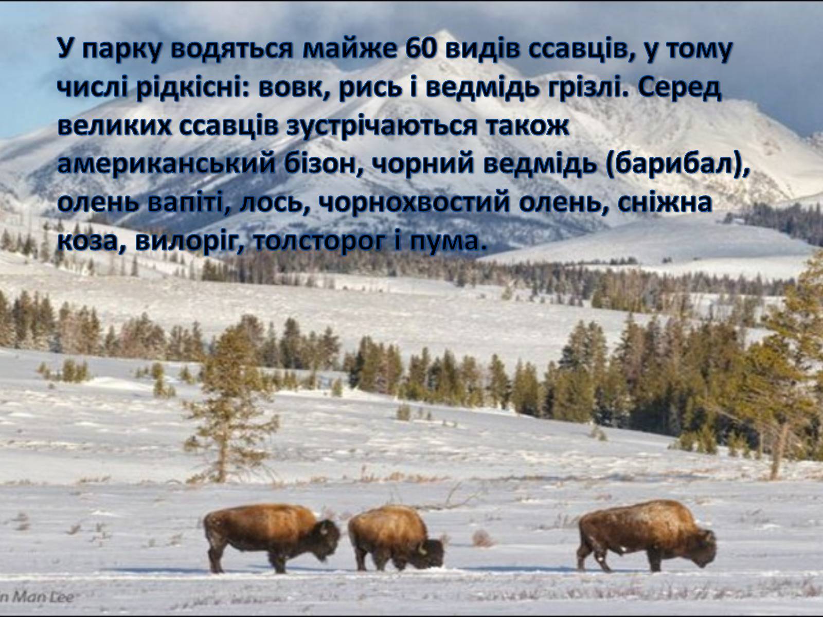 Презентація на тему «Єллоустонський національний парк» (варіант 2) - Слайд #13