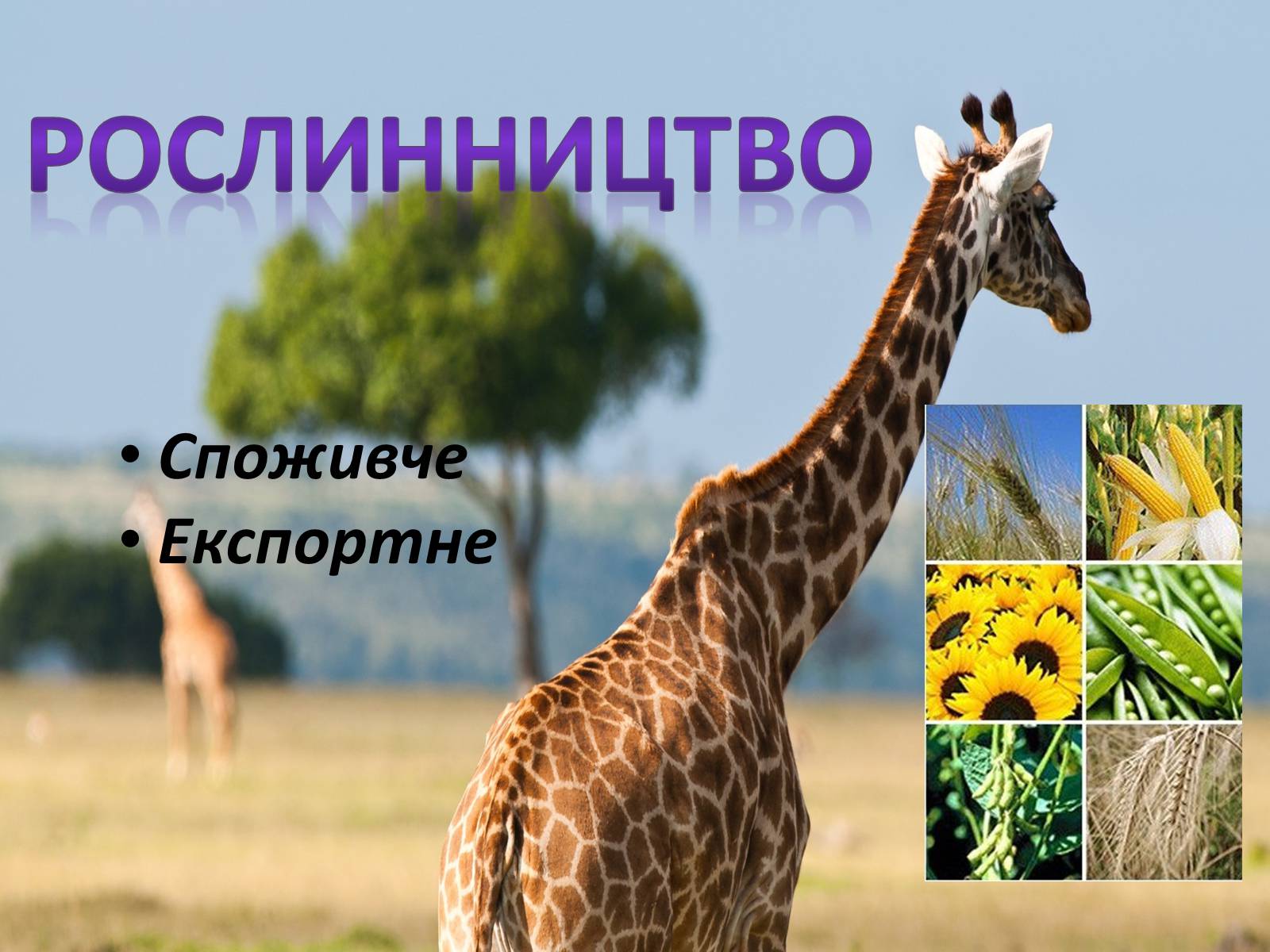 Презентація на тему «Сільське Господарство Африки» - Слайд #2