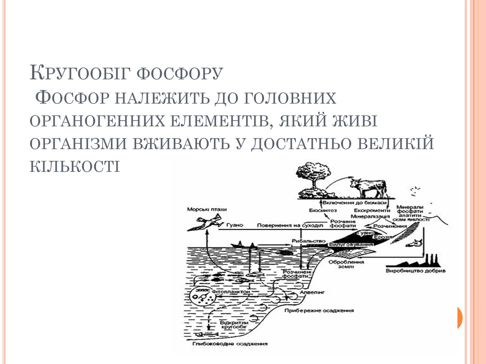 Презентація на тему «Колообіг речовин і потоки енергії» - Слайд #30