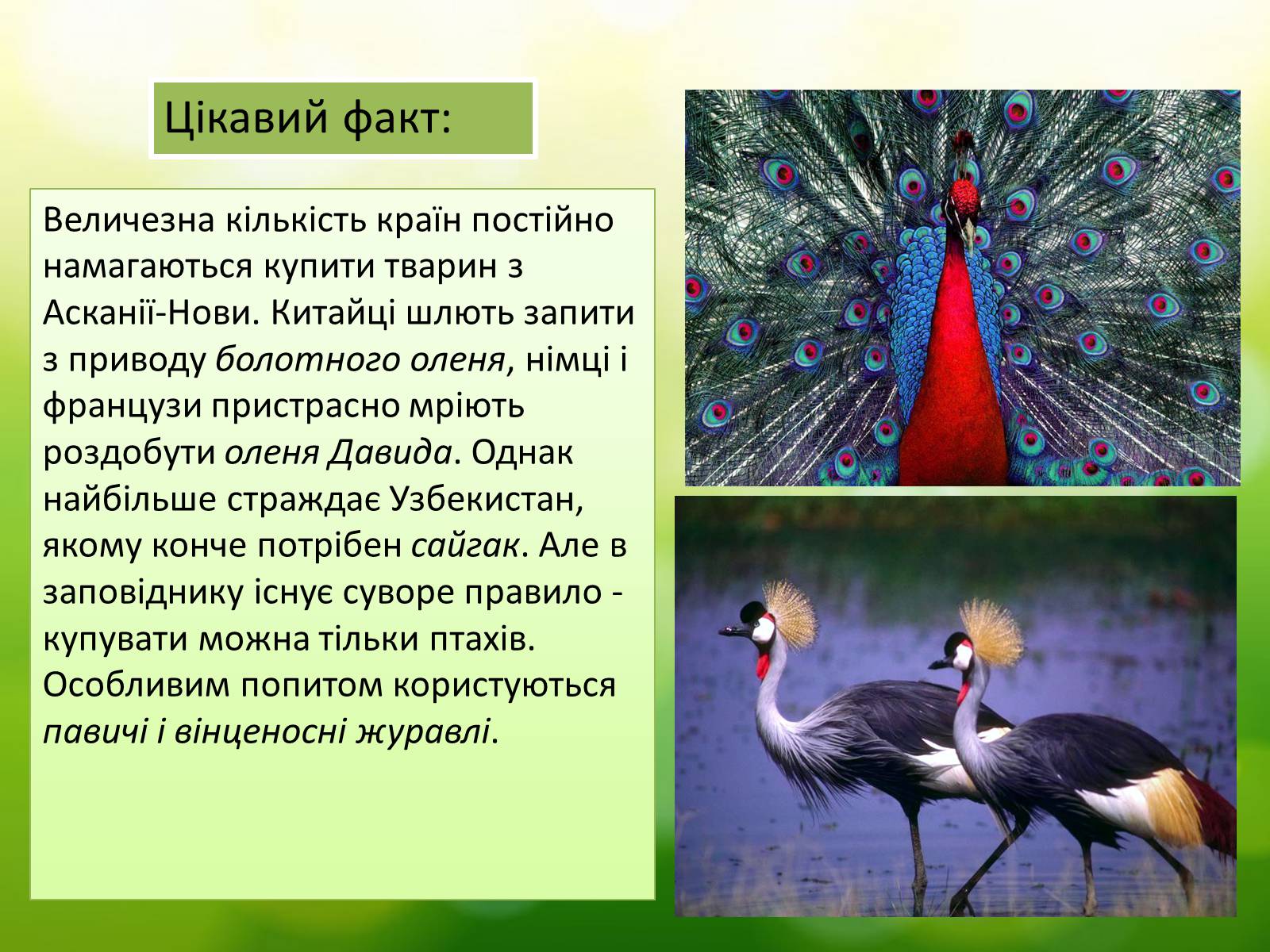 Презентація на тему «Асканія Нова» (варіант 5) - Слайд #11 Презентація на тему «Асканія Нова» (варіант 5) - Слайд #11