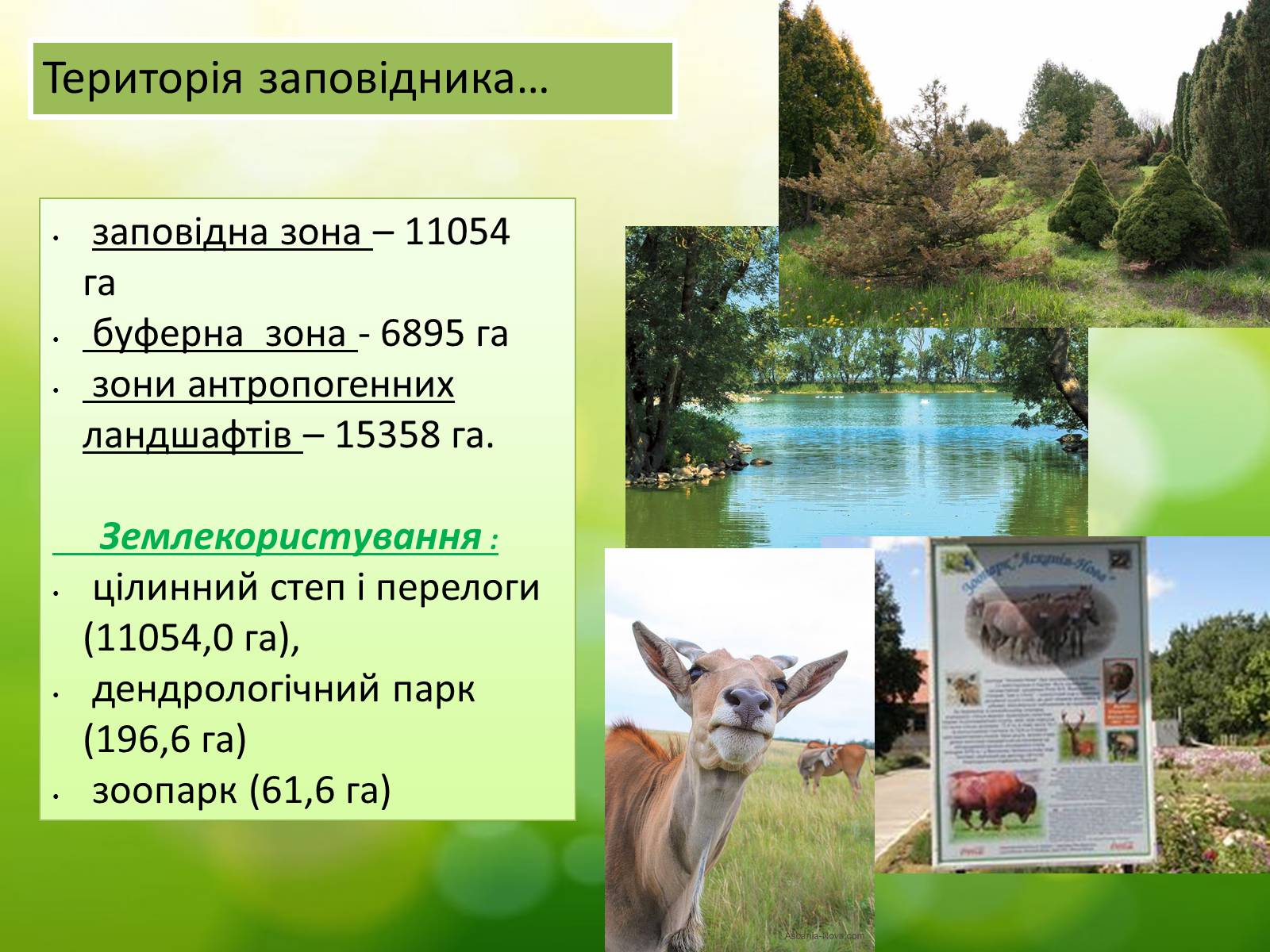 Презентація на тему «Асканія Нова» (варіант 5) - Слайд #4 Презентація на тему «Асканія Нова» (варіант 5) - Слайд #4