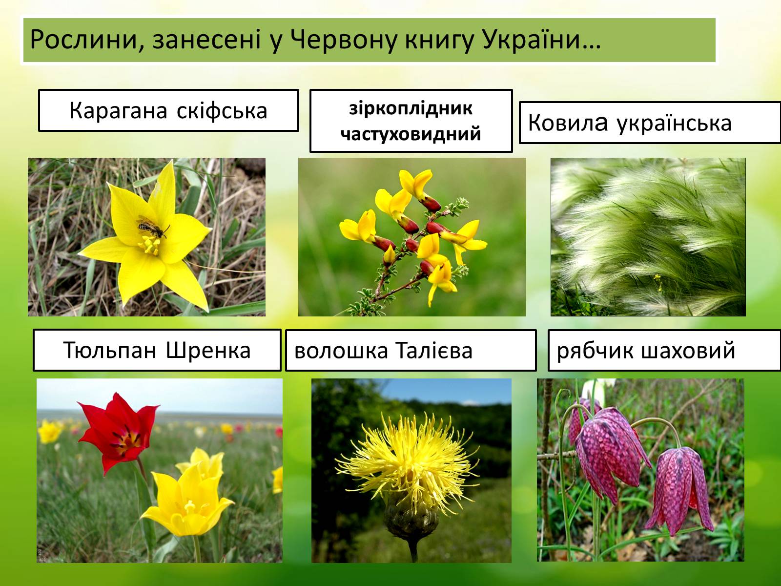 Презентація на тему «Асканія Нова» (варіант 5) - Слайд #5 Презентація на тему «Асканія Нова» (варіант 5) - Слайд #5