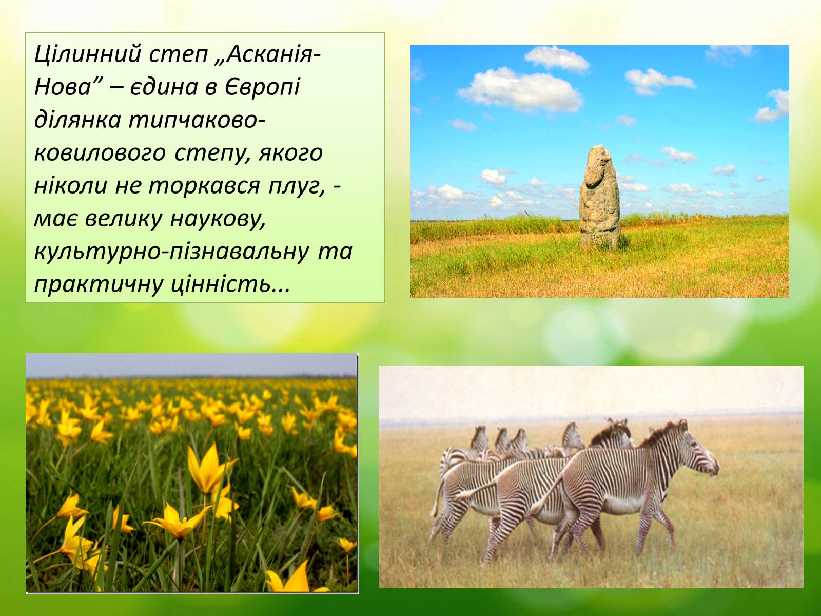 Презентація на тему «Асканія Нова» (варіант 5) - Слайд #6 Презентація на тему «Асканія Нова» (варіант 5) - Слайд #6