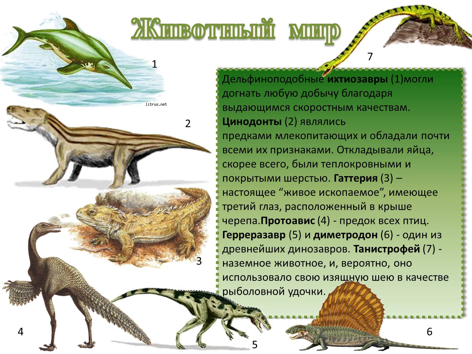 Родство млекопитающих и рептилий. Пресмыкающиеся Триасового периода. Динозавры Триасового периода таблица. Предки млекопитающих. Переходная форма между рептилиями и млекопитающими.