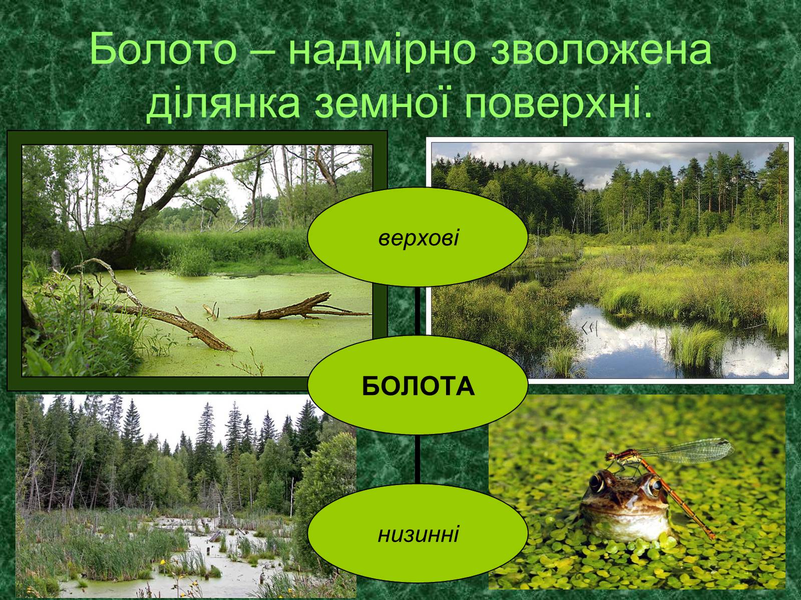 Презентація на тему «Природні та штучні водойми» - Слайд #5