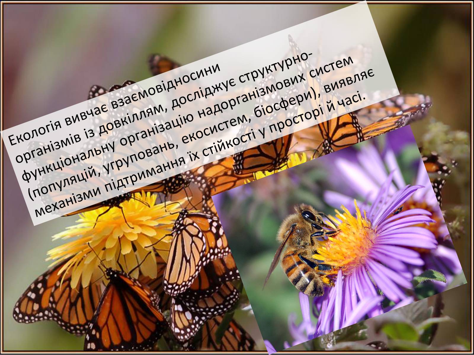 Презентація на тему «Структура сучасної екології та її місце в системі наук» (варіант 2) - Слайд #3