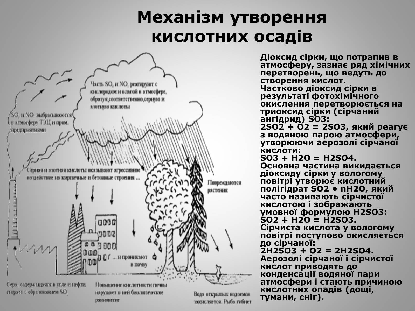 Презентація на тему «Причини виникнення та екологічні наслідки кислотних дощів» - Слайд #12