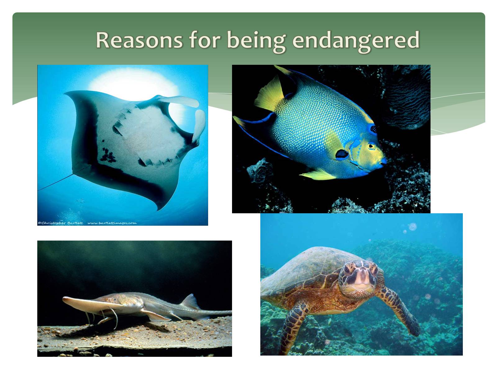 Презентація на тему «Endangered Sea Animals Issues» - Слайд #2