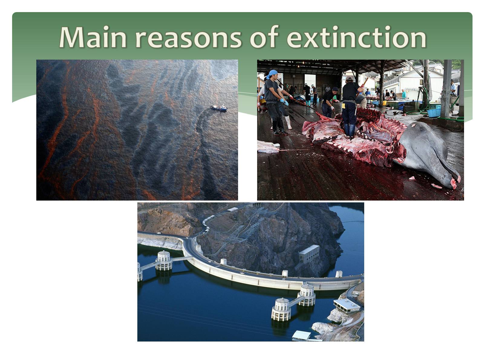 Презентація на тему «Endangered Sea Animals Issues» - Слайд #3