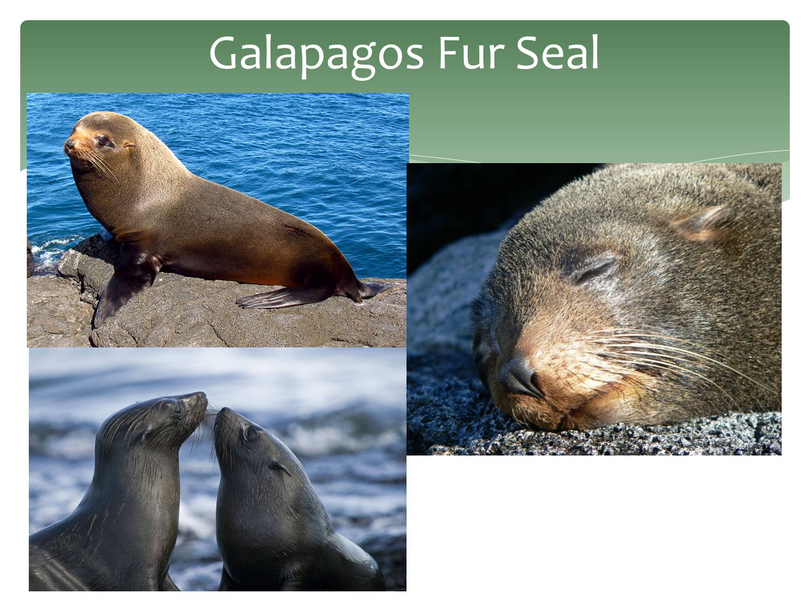 Презентація на тему «Endangered Sea Animals Issues» - Слайд #4