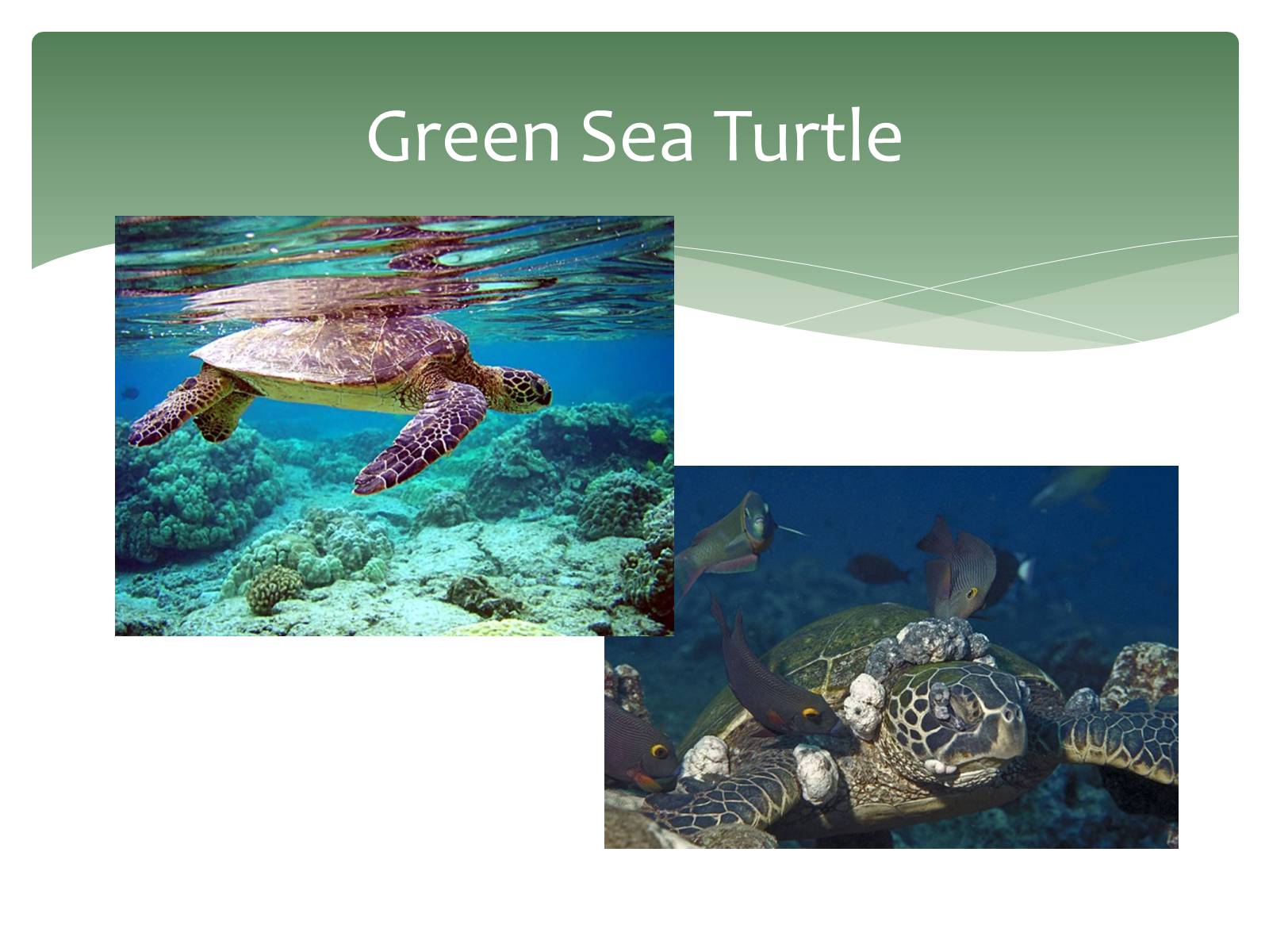 Презентація на тему «Endangered Sea Animals Issues» - Слайд #7