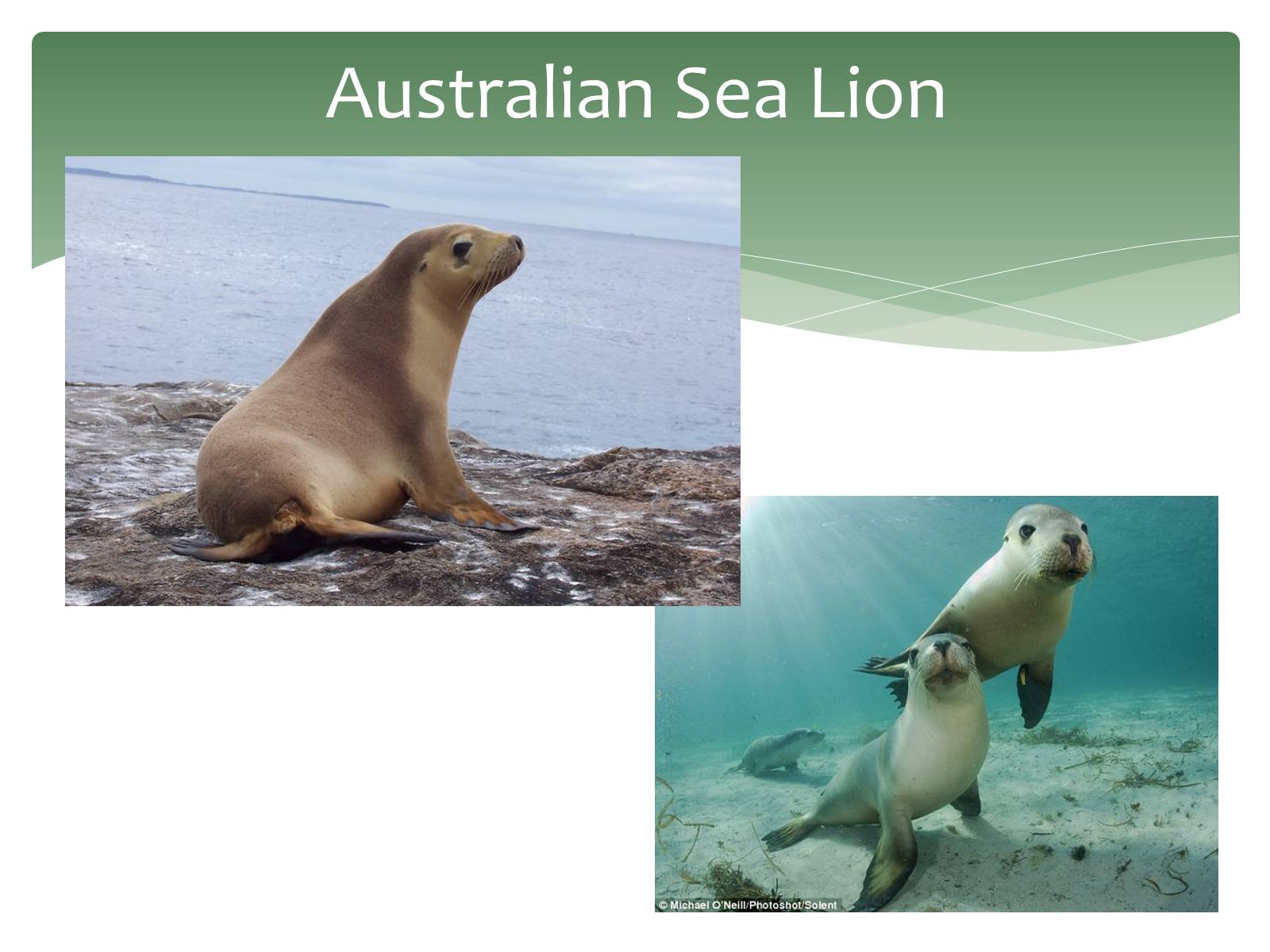 Презентація на тему «Endangered Sea Animals Issues» - Слайд #8