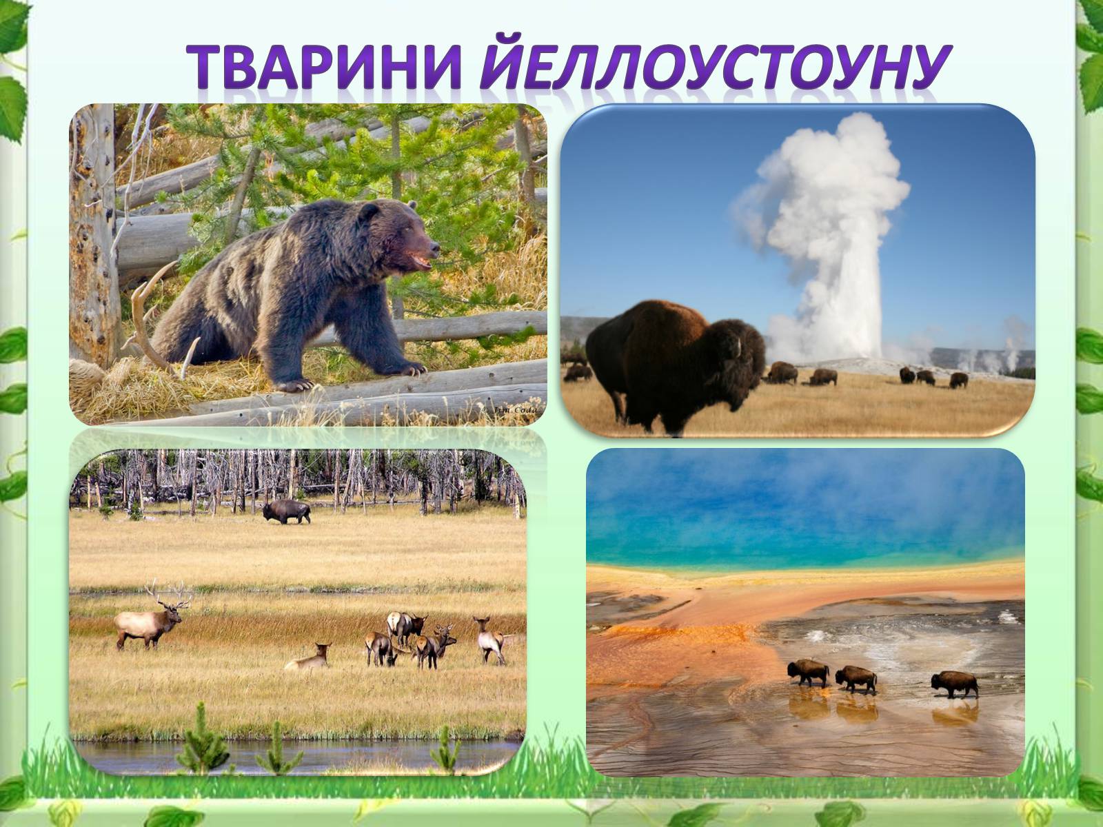 Презентація на тему «Йеллоустоун - перший Національний парк США» - Слайд #17