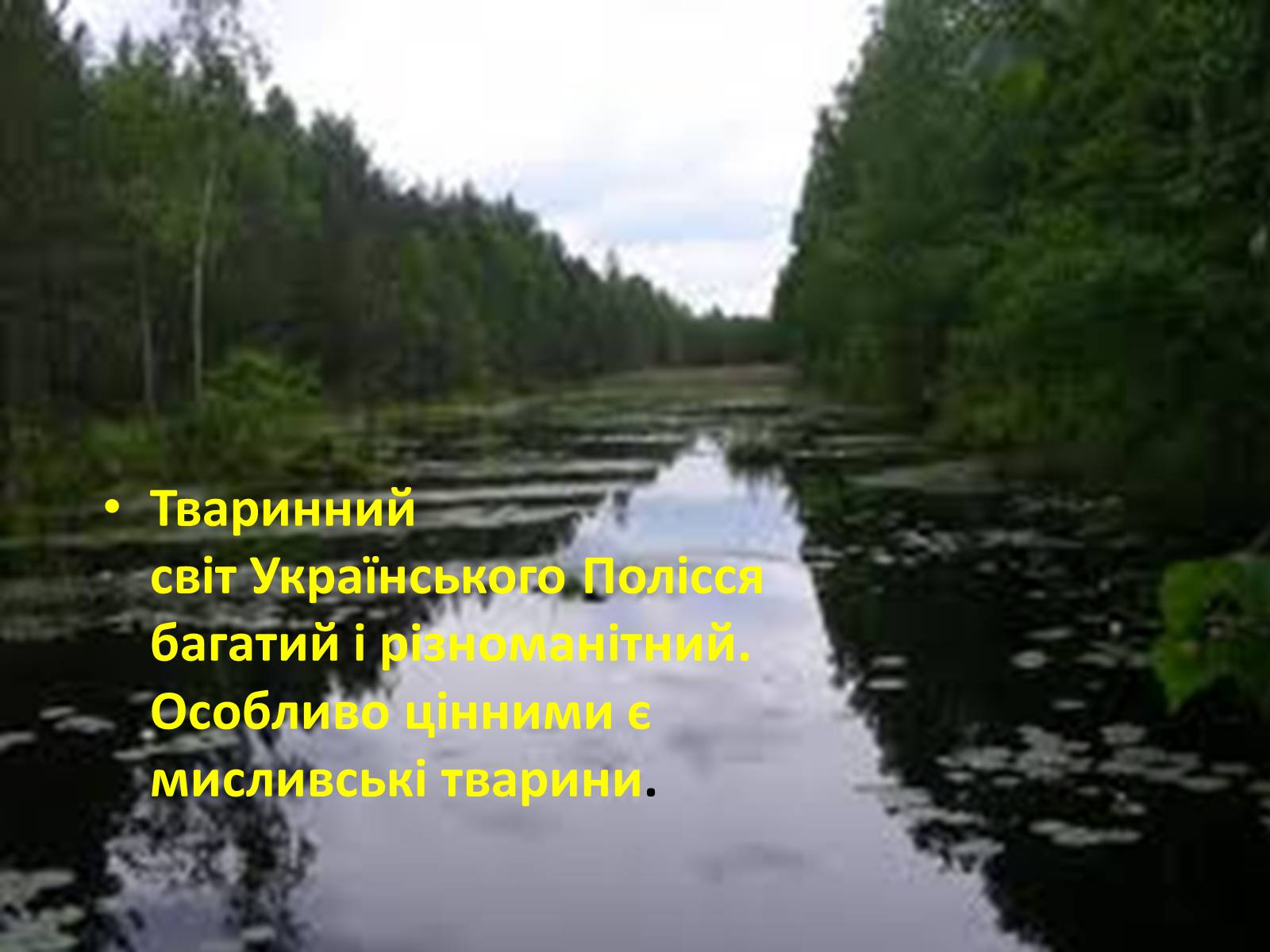 Презентація на тему «Дари Українського Полісся» - Слайд #13