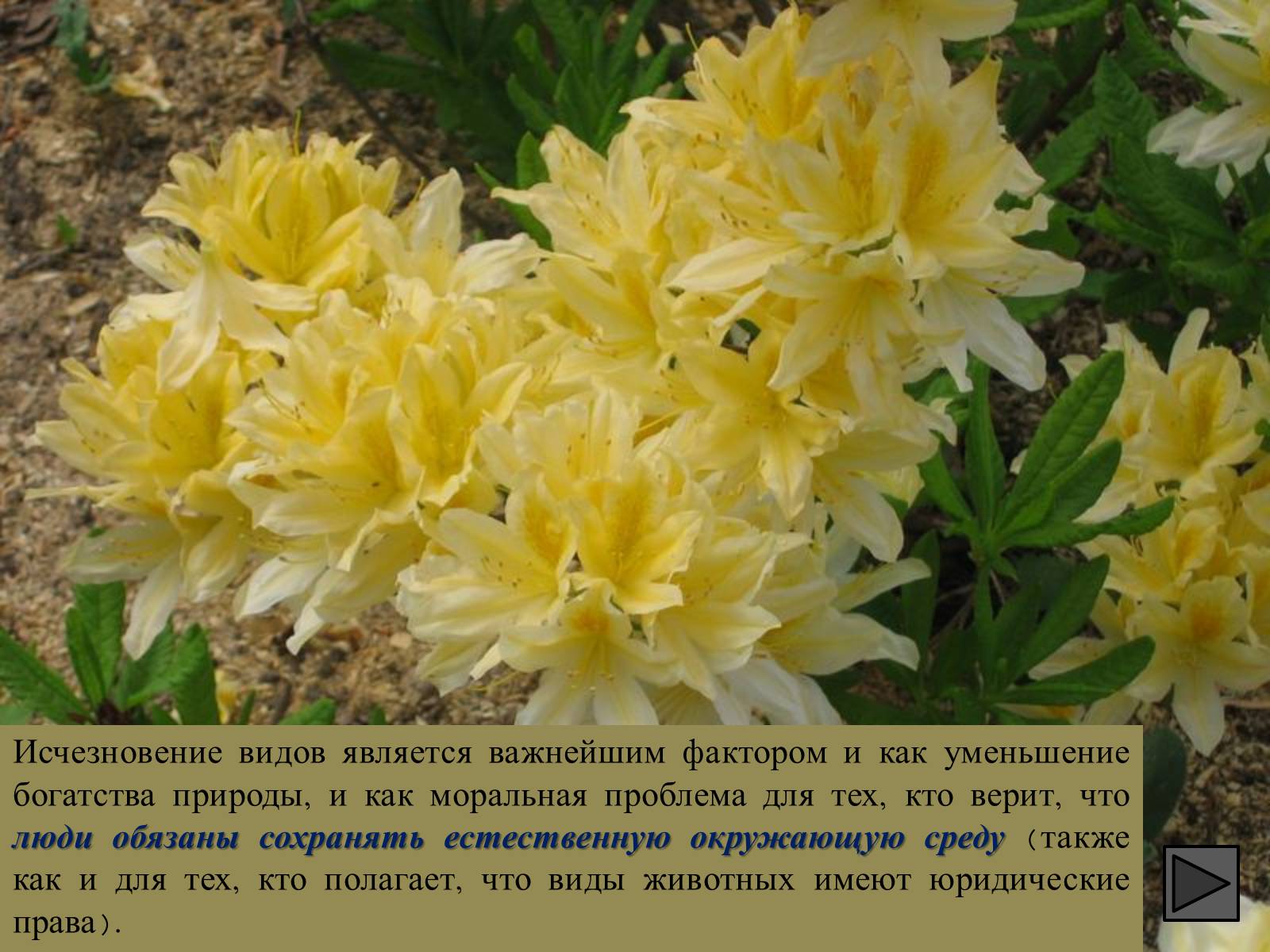 Презентація на тему «Глобальные экологические проблемы» (варіант 1) - Слайд #87