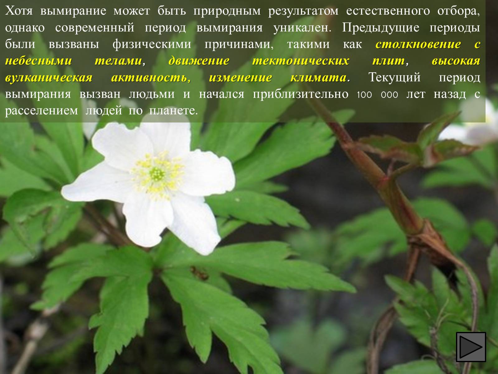 Презентація на тему «Глобальные экологические проблемы» (варіант 1) - Слайд #91