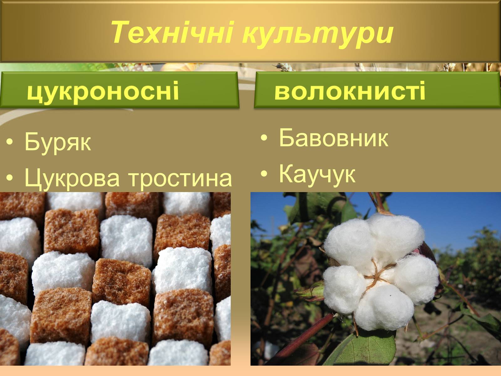 Презентація на тему «Світове сільське господарство» - Слайд #12