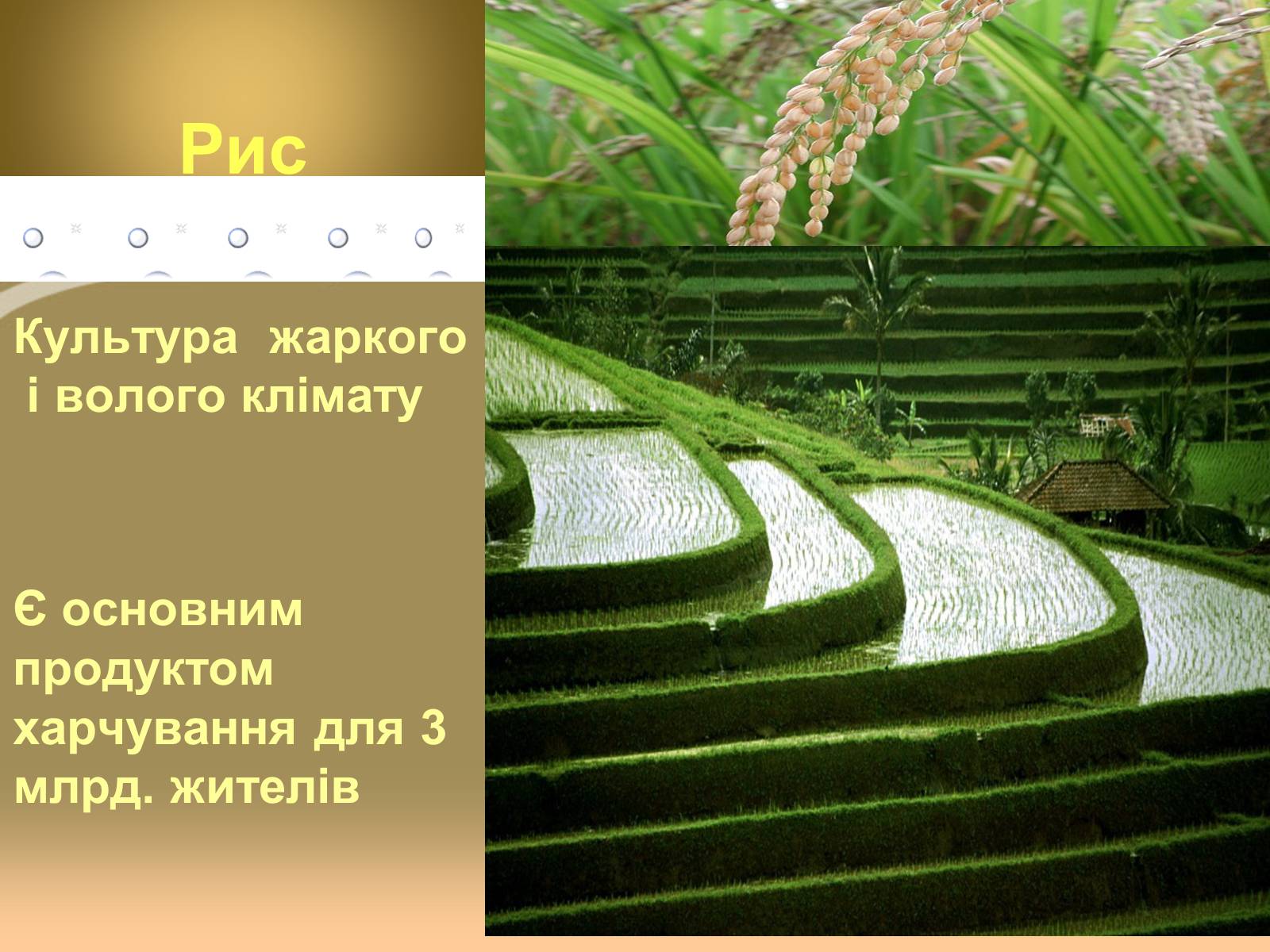 Презентація на тему «Світове сільське господарство» - Слайд #8