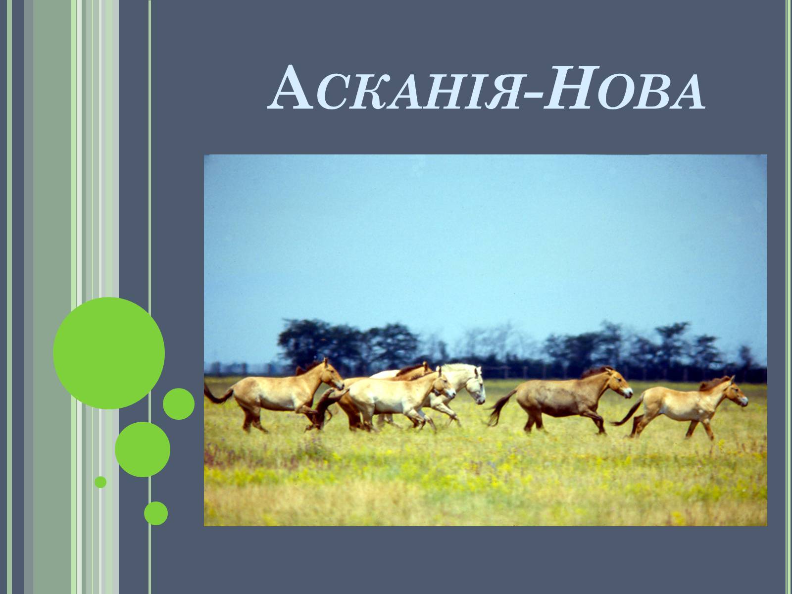 Презентація на тему «Асканія Нова» (варіант 3) - Слайд #1