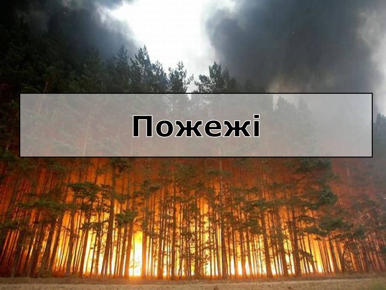 Презентація на тему «Вирубування лісів» - Слайд #8