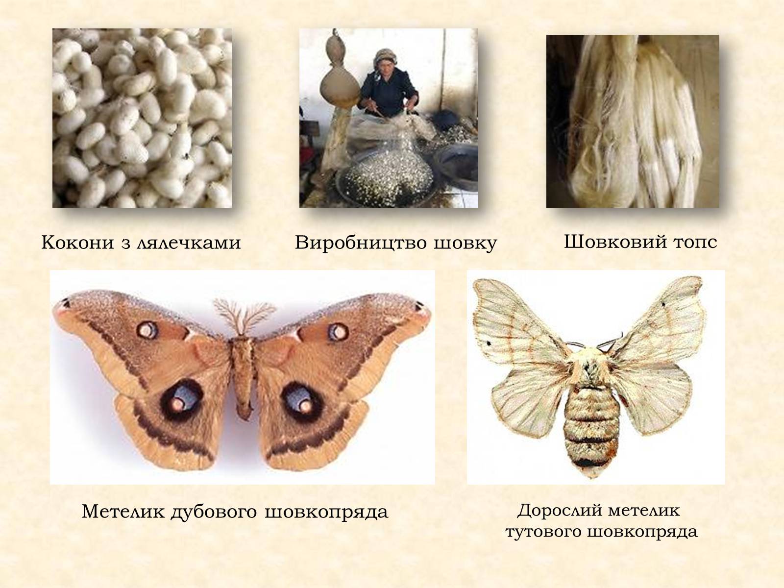 Развитие тутового шелкопряда прямое или с метаморфозом. Тутовый шелкопряд кокон. Тутовый шелкопряд самка и самец. Самец тутового шелкопряда. Тутовый шелкопряд бабочка.