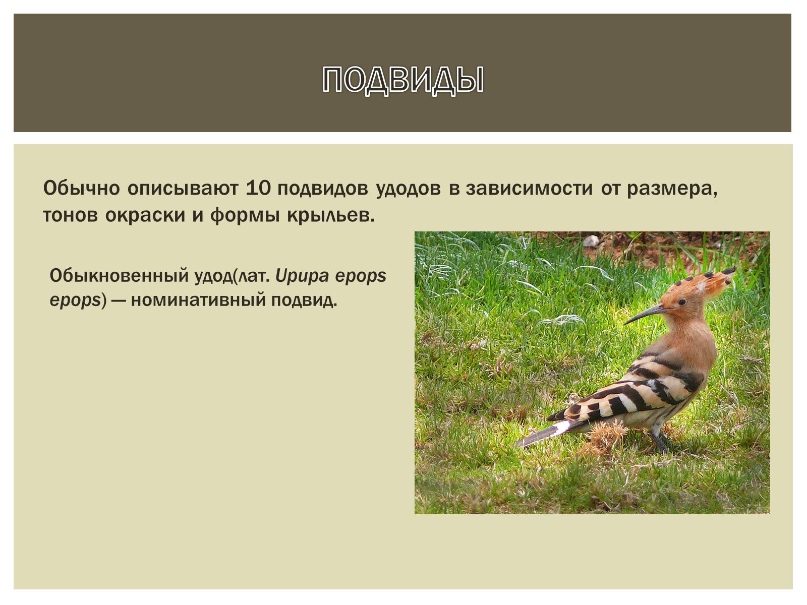 Презентація на тему «Птица года 2012: УДОД» - Слайд #8