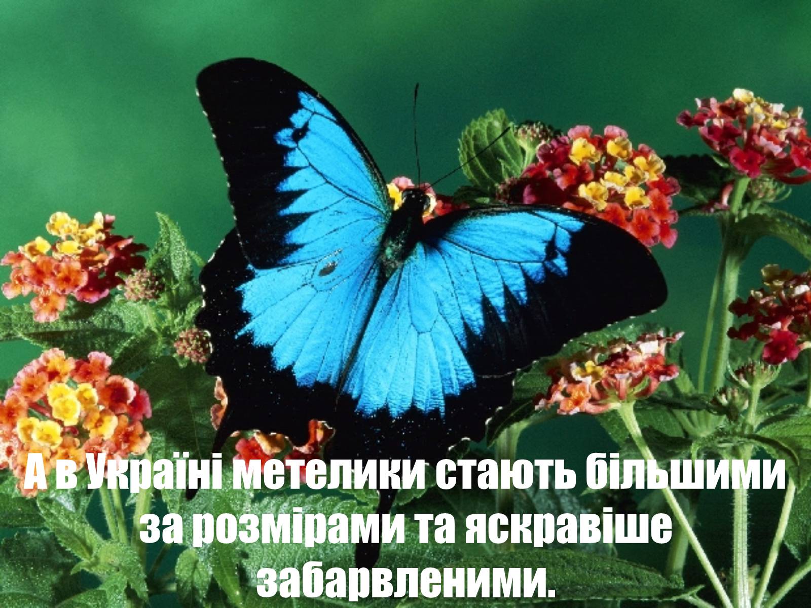 Презентація на тему «Глобальне потепління: що за ним криється?» - Слайд #17