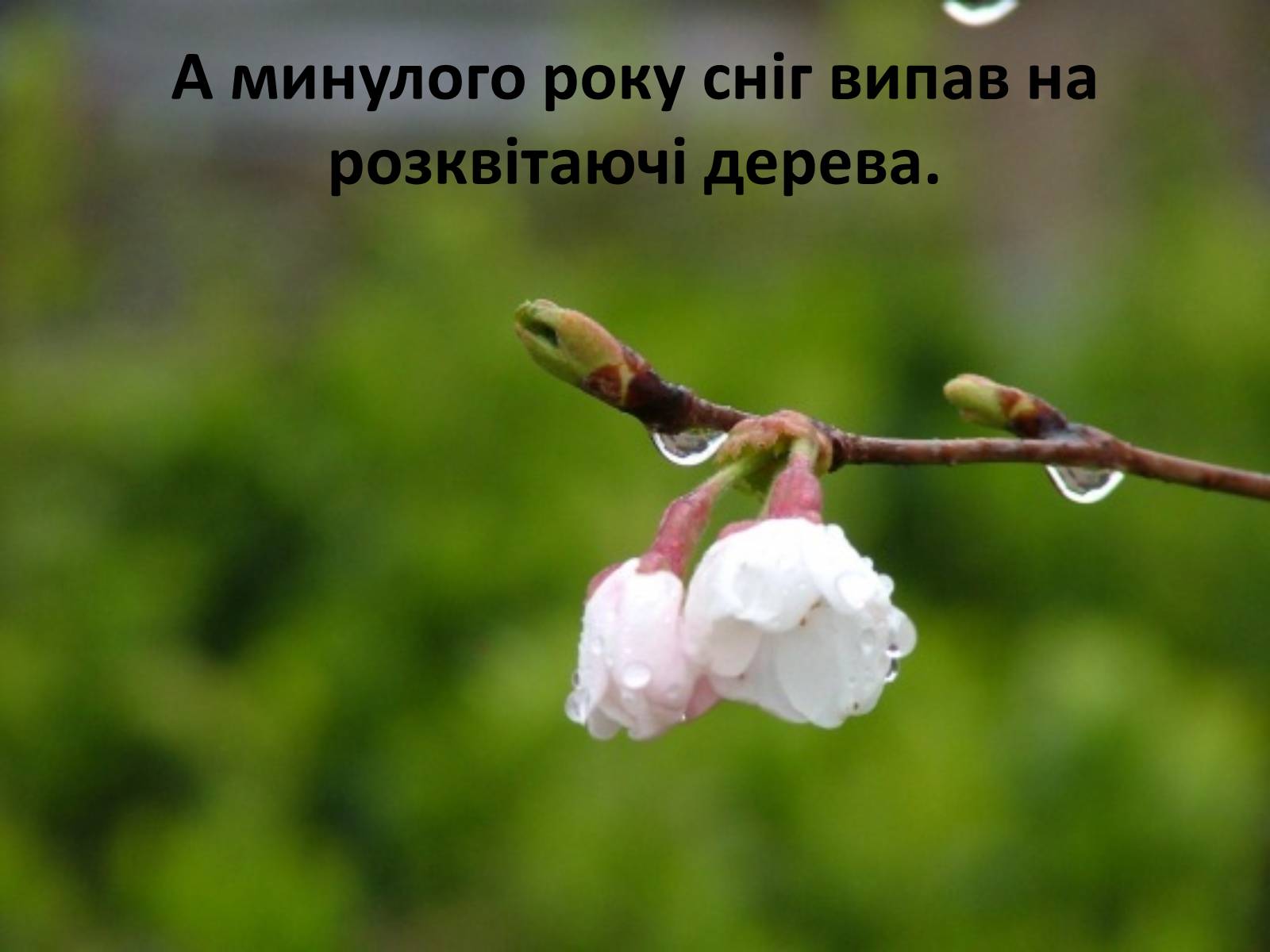 Презентація на тему «Глобальне потепління: що за ним криється?» - Слайд #20