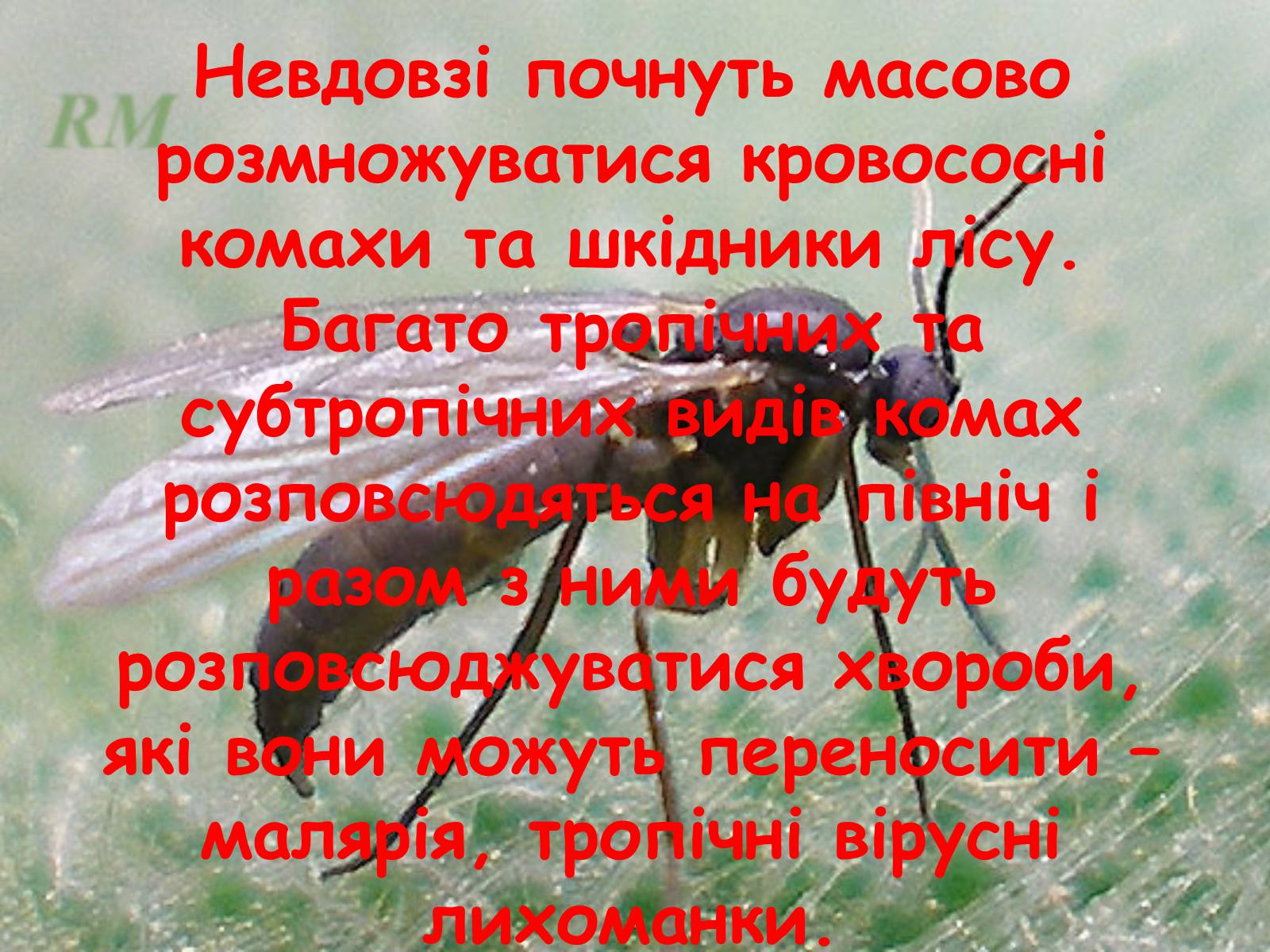 Презентація на тему «Глобальне потепління: що за ним криється?» - Слайд #43