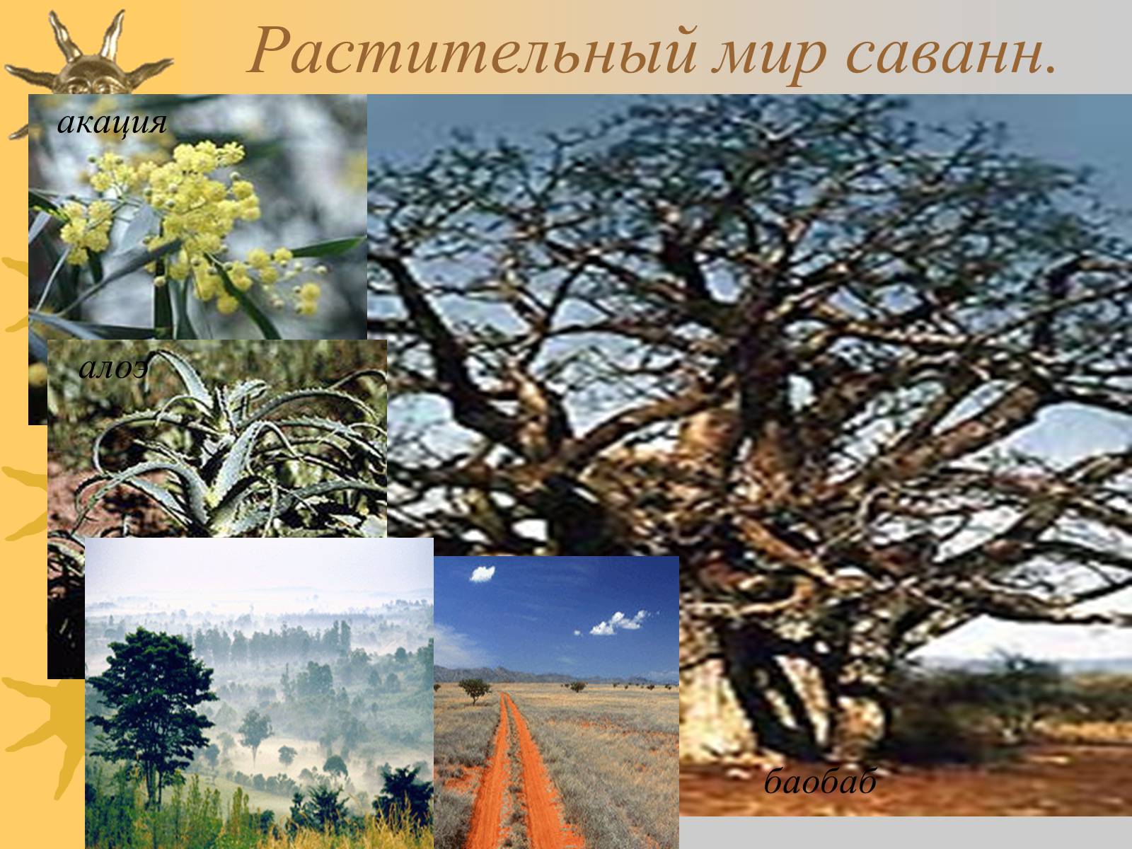 Какие природные африки. Природная зона саванны Африки растительный мир. Природные зоны Африки Саванна растительность. Саванна зона в Африке растительность. Саванна и растения природной зоны Африка.