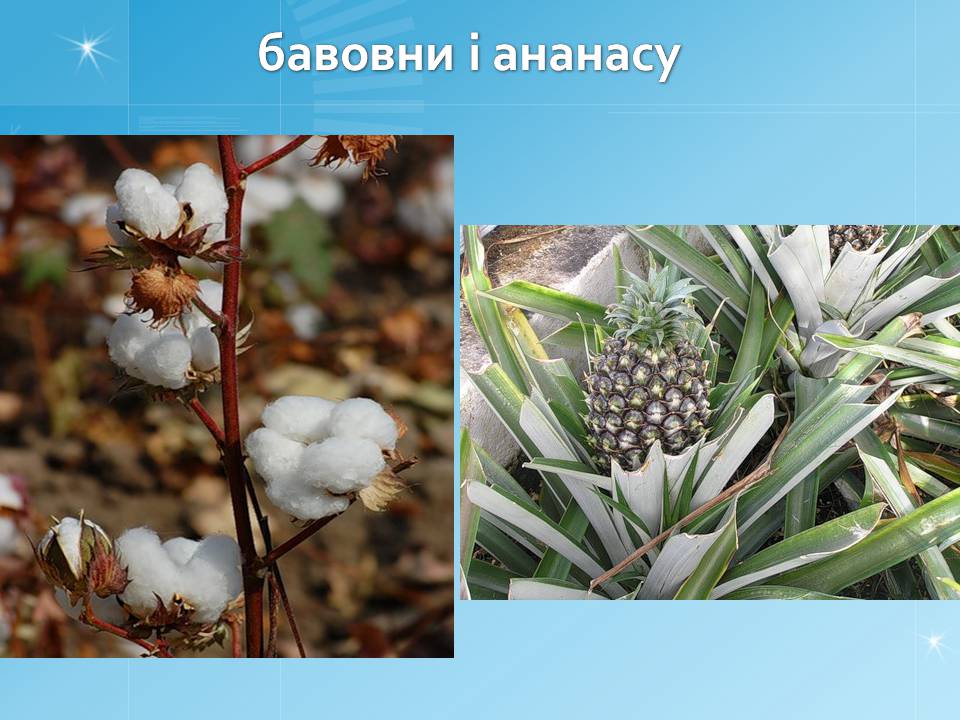 Презентація на тему «Південна Америка» (варіант 4) - Слайд #14