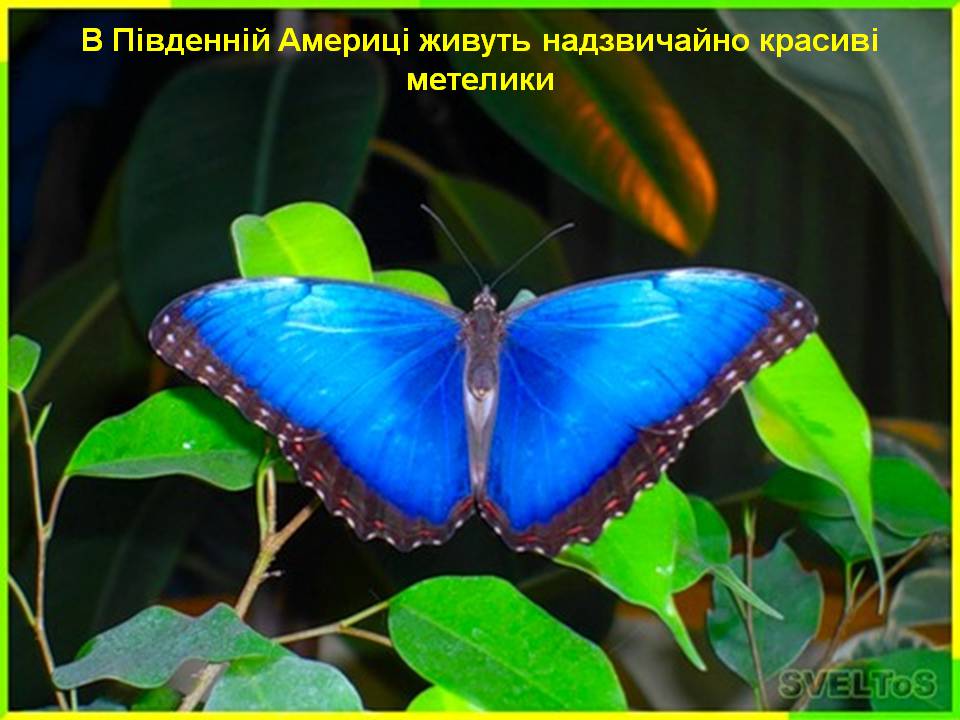 Презентація на тему «Південна Америка» (варіант 4) - Слайд #20