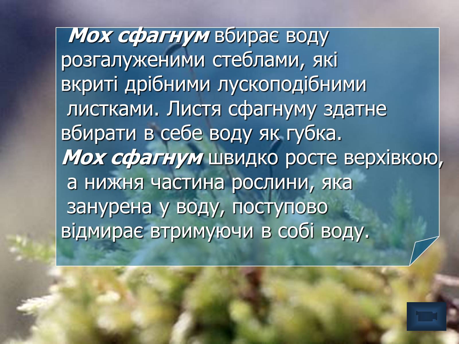 Презентація на тему «Болото» - Слайд #14