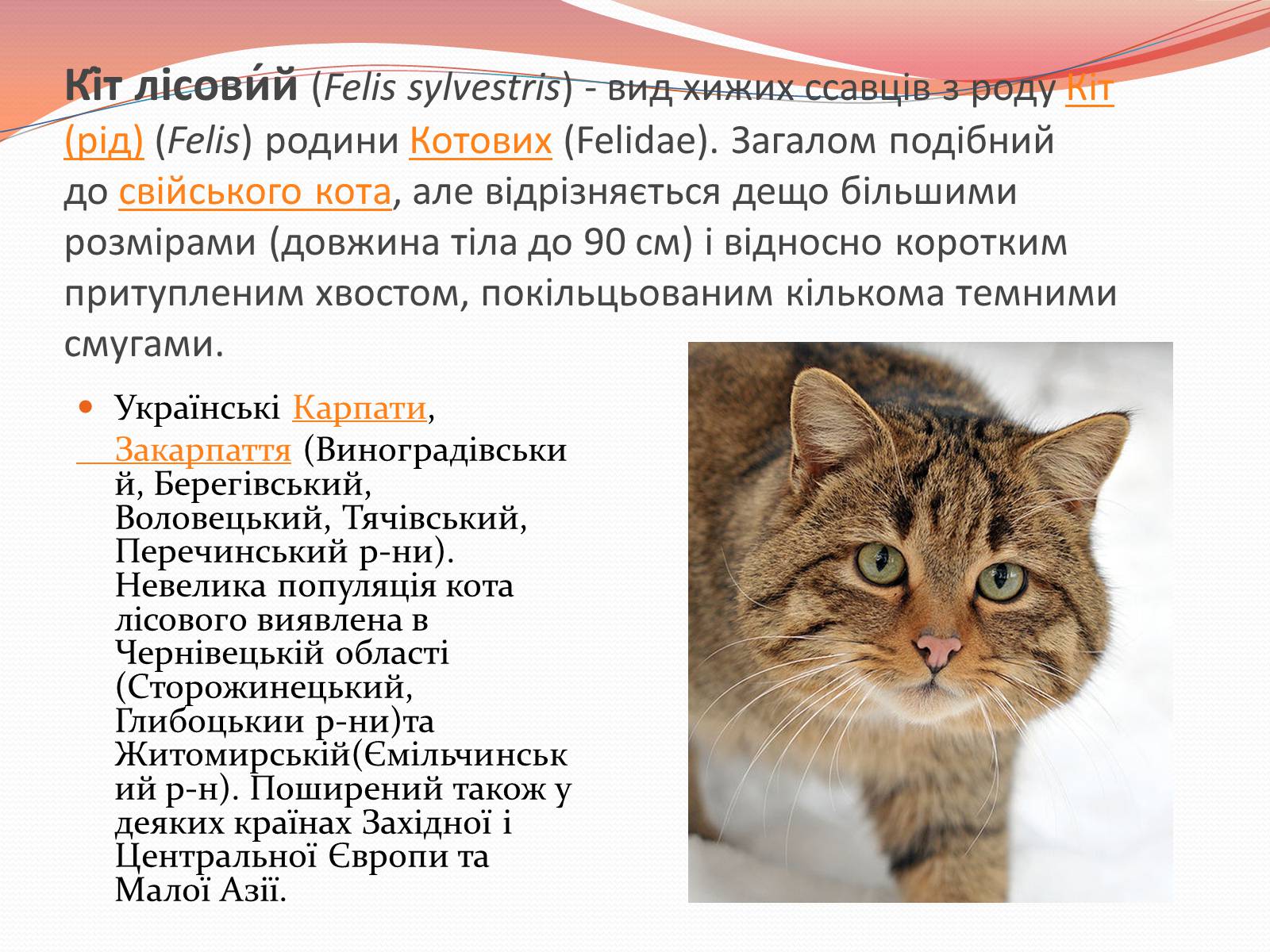 Презентація на тему «Червона книга України» (варіант 10) - Слайд #13