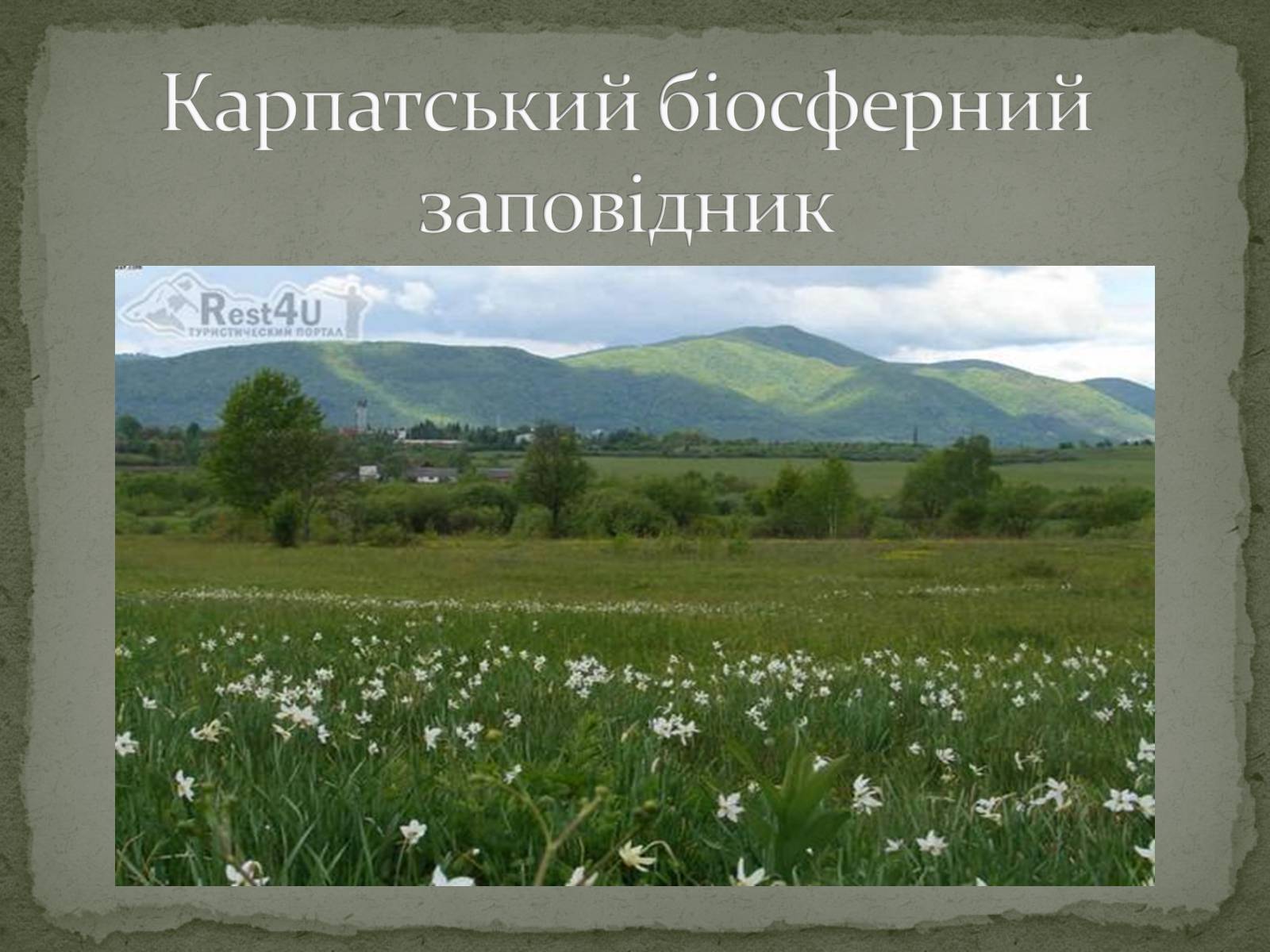 Презентація на тему «Карпатський біосферний заповідник» (варіант 3) - Слайд #1